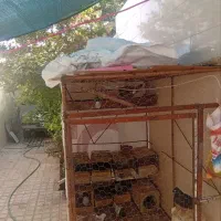 قفس کبوتر