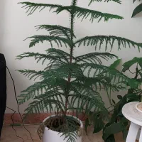 کاج مطبق ۶ طبقه ارتفاع ۷۰ سانت