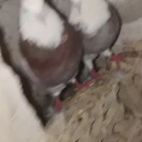 کفتر