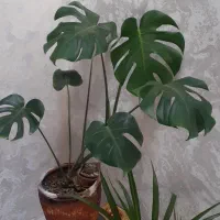 گلهای طبیعی وزیبا