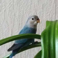 کوتوله برزیلی نر و ماده