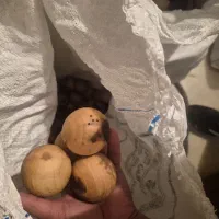 تولید عمده نمکدان گوی چوبی گردو بسیار خوش فروش