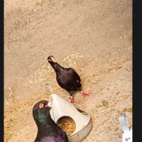 کبوتر