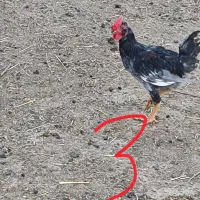 خروس