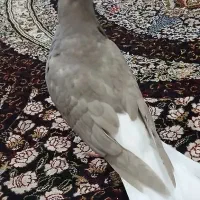 دم سفید
