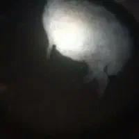 غوچ