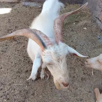 سانن اصل