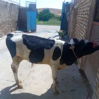 گاو  انگوس نر قیمت ۳۶۰ میلیون تومان