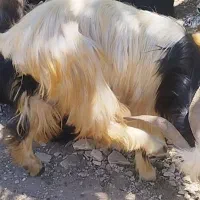 بز ماده
