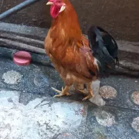 خروس