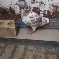 دوتا کفتر تهرونی
