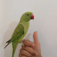 طوطی ملنگو ۵ماهه