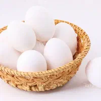 پخش تخم مرغ