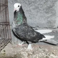 جفت درجایی