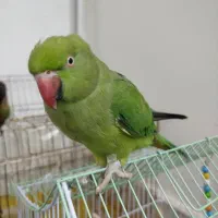 طوطی ملنگو