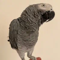 طوطی کاسکو دم قرمز نر کاملا دستی و سخنگو