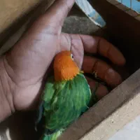 طوطی برزیلی سرلاکی