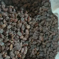 کشمش درجه یک