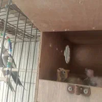 عروس هلندی