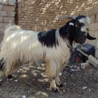 گوسفند نر فروشی