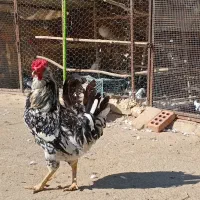 مرغ و خروس و جوجه گلین لری اصل ضمانتی