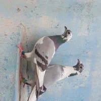 ابلغ و چاپی عراق