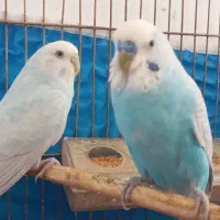 مرغ عشق