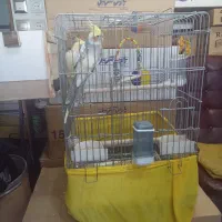 عروس هلندی نر و ماده