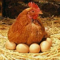 نیازمندانبار برای پرورش مرغ