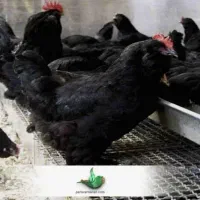 فروش و تخفیف مرغ خروس سیاه سفیددفع بلاو بطلان سح ر