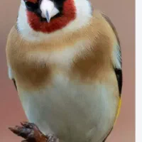 سهره اهوازی