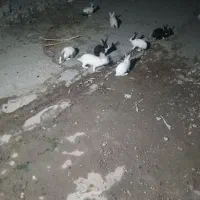 خرگوش بزرگ
