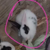 خرگوش