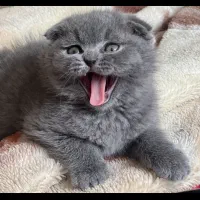 پانسیون نگهداری از گربه