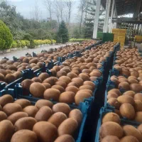 فروش عمده کیوی درجه یک مخصوص صادرات
