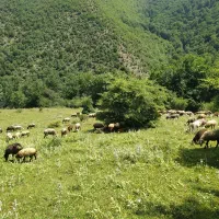فروش چند راس بره نر