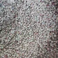 عدس محلی|خوردنی و آشامیدنی|نورآباد ممسنی, |دیوار