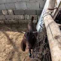 فروش دام زنده باقصابی رایگان وا ارسال رایگان