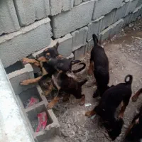 وگذاری توله