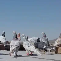 ۲۰ سرور خوب به شرط بیرونی