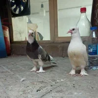 کبوتر کاکلی پاچکمه از نسل هما سرور