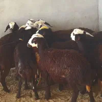 شیشک ماده