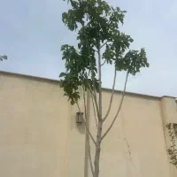 سرایدارباغ ویلا