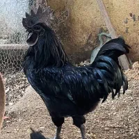 خروس ایام سمانی