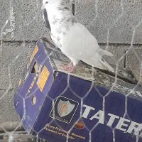 کبوتر