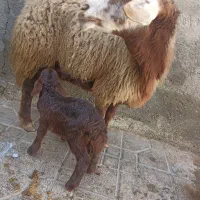 میش وبره|حیوانات مزرعه|مشهد, همت آباد|دیوار