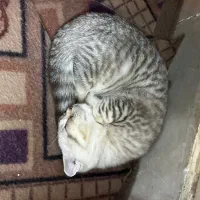 گربه|گربه|چابهار, |دیوار