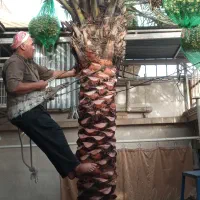 بریدن نخل تمیزکردن نخل سمپاشی نخل هرس نخل