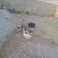 غاز|حیوانات مزرعه|کرمانشاه, |دیوار