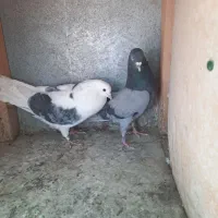کفتر گرو پرشی ساعت سنگین